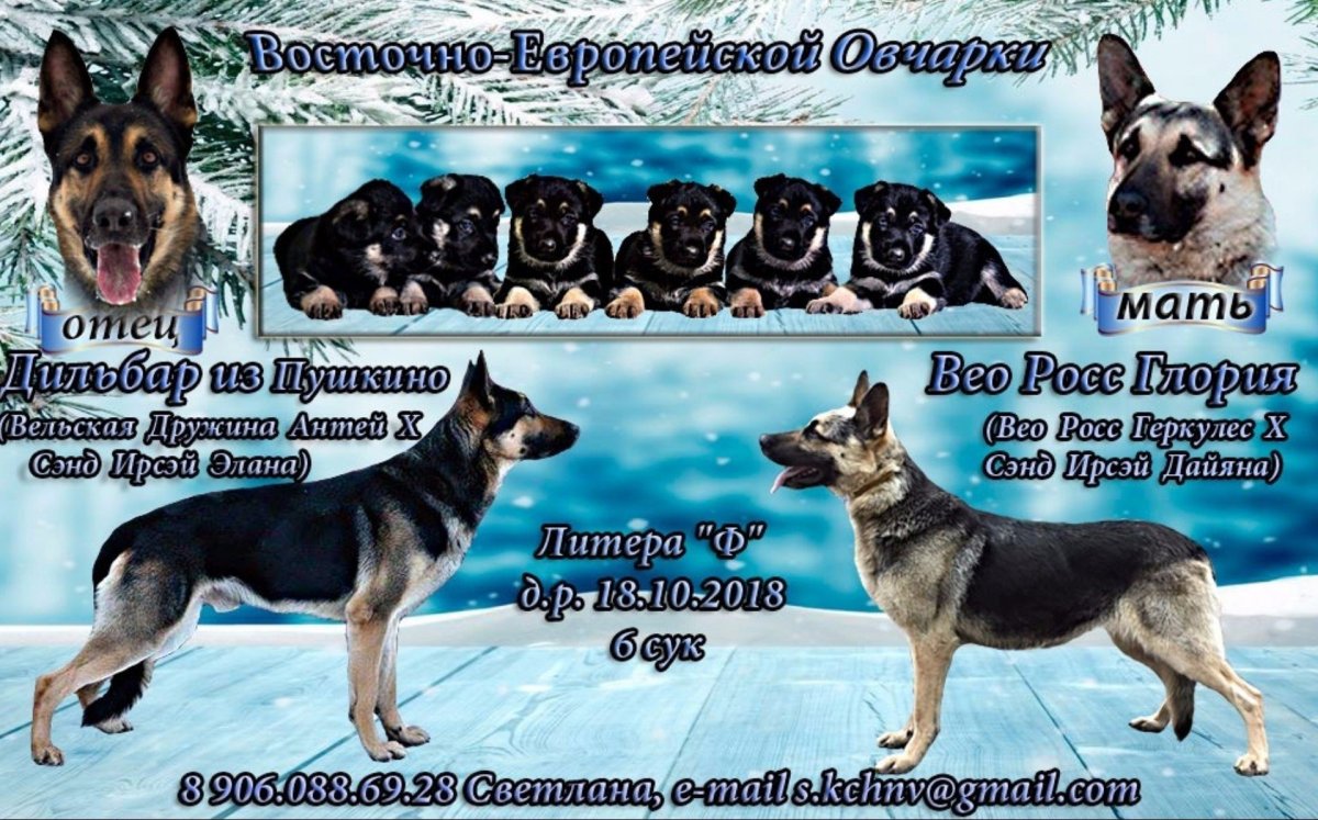 Чистокровная немецкая овчарка