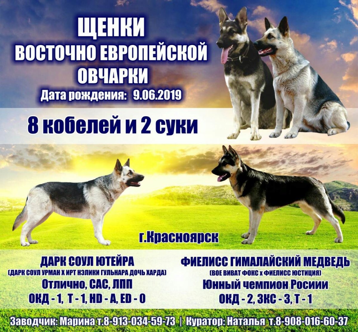 Немецкая овчарка с новым годом