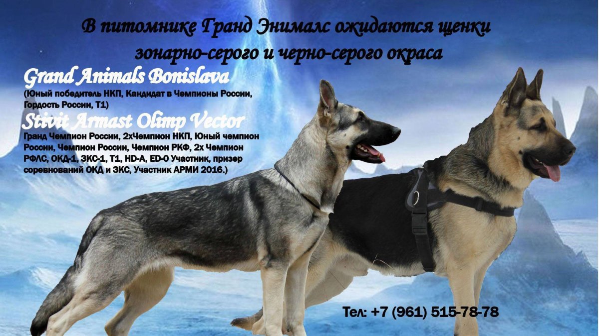 Восточно-европейская овчарка