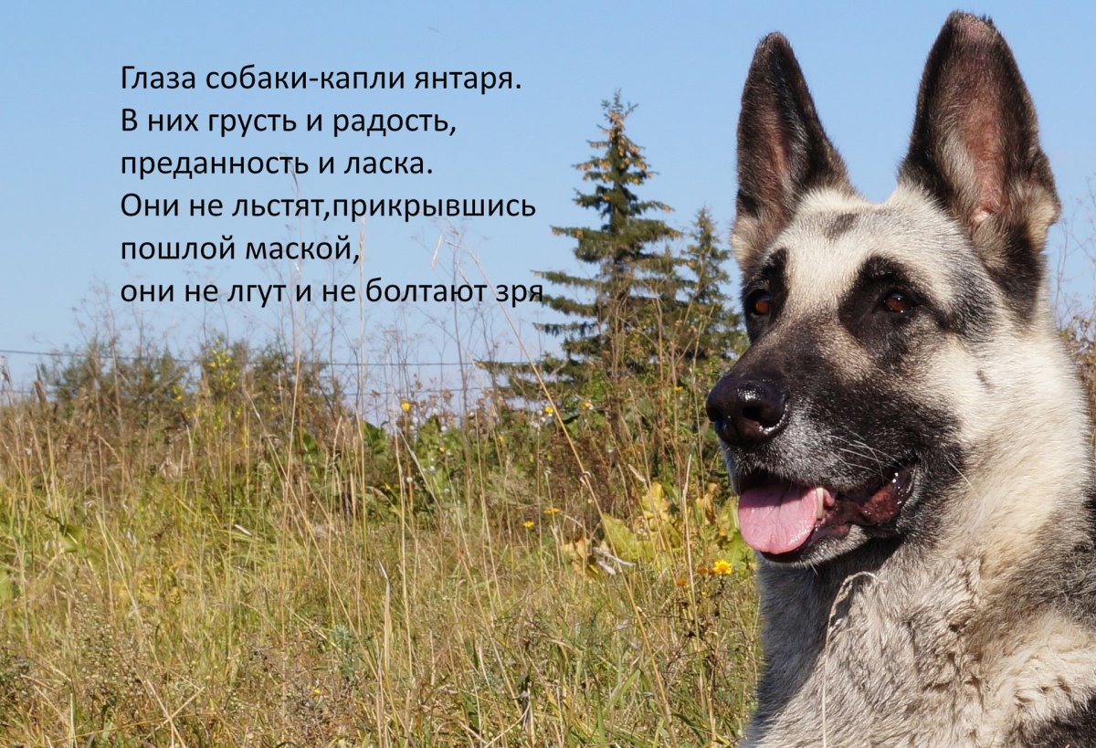 Восточно-европейская овчарка