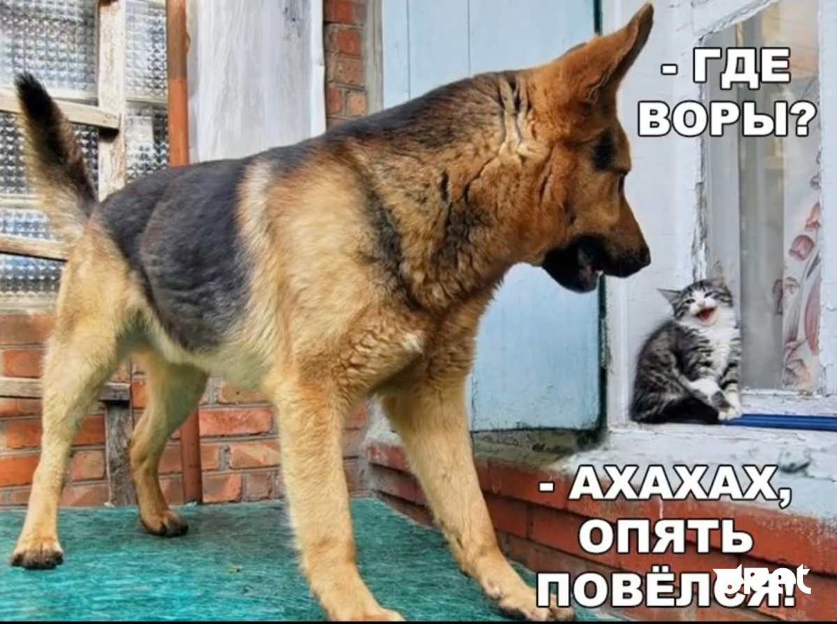 ВЕО овчарка