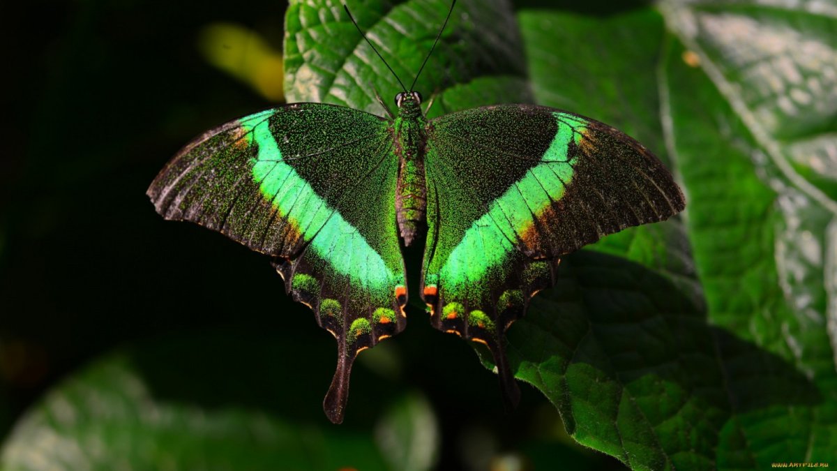 Бабочка Dead Leaf Moth