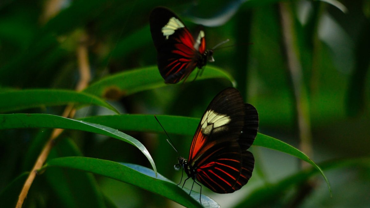 Насекомые джунглей