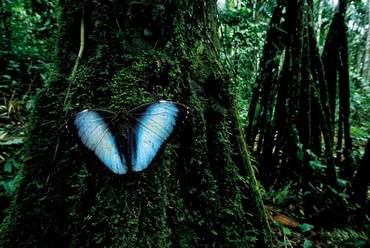 Бабочки в джунглях