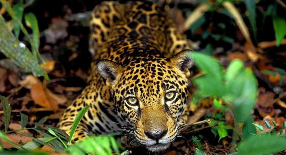 Бабочка Хараксис