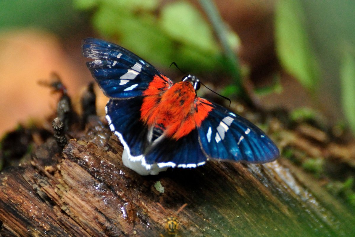 Мир природы бабочки