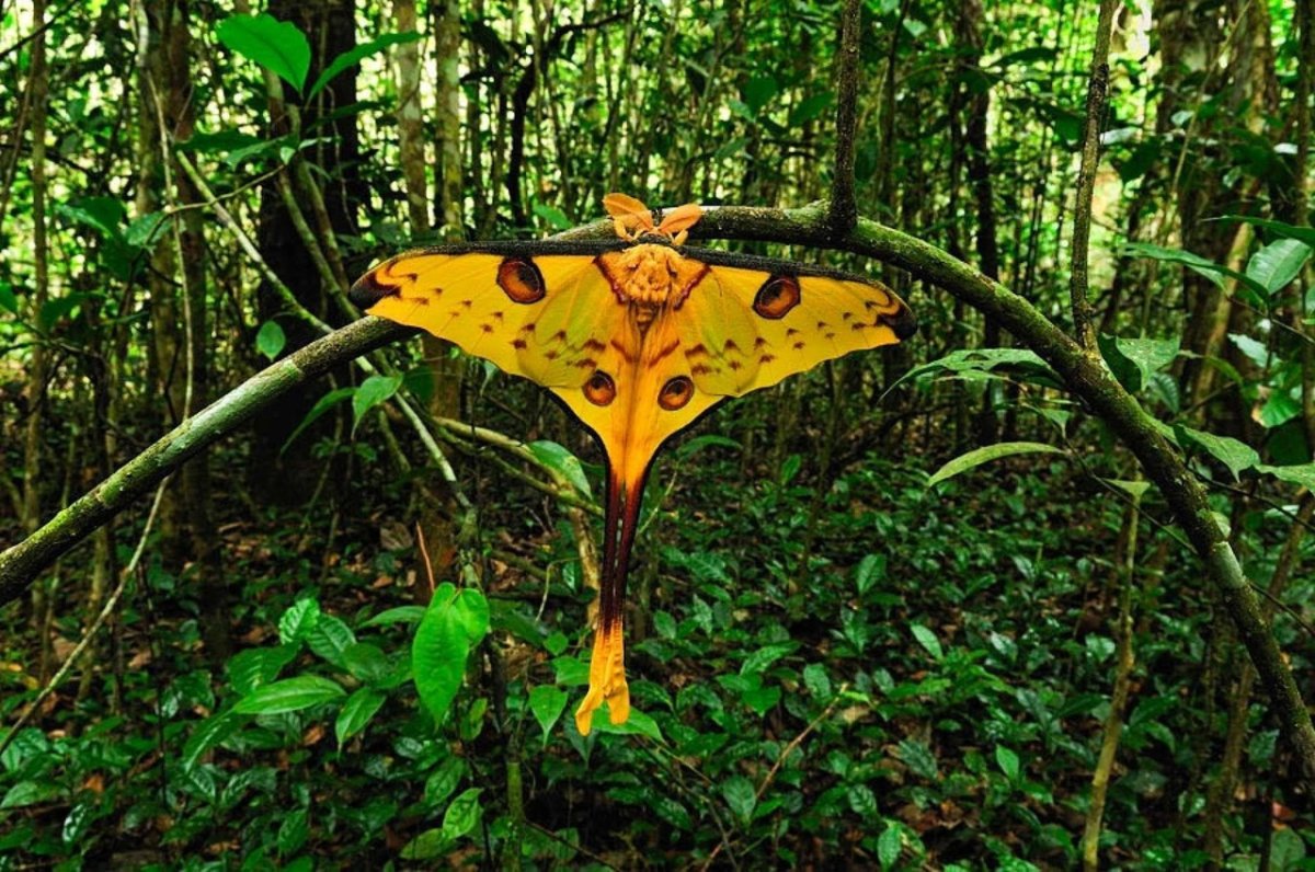 Мадагаскарская Комета бабочка