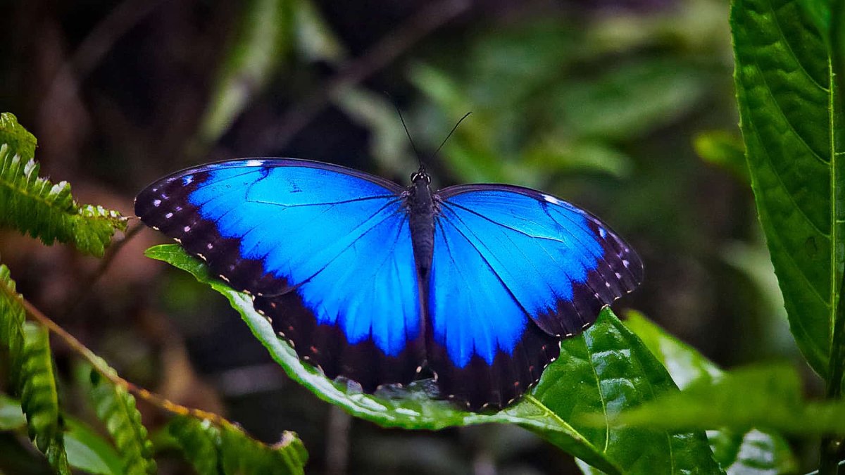 Бабочка Блю Морфо