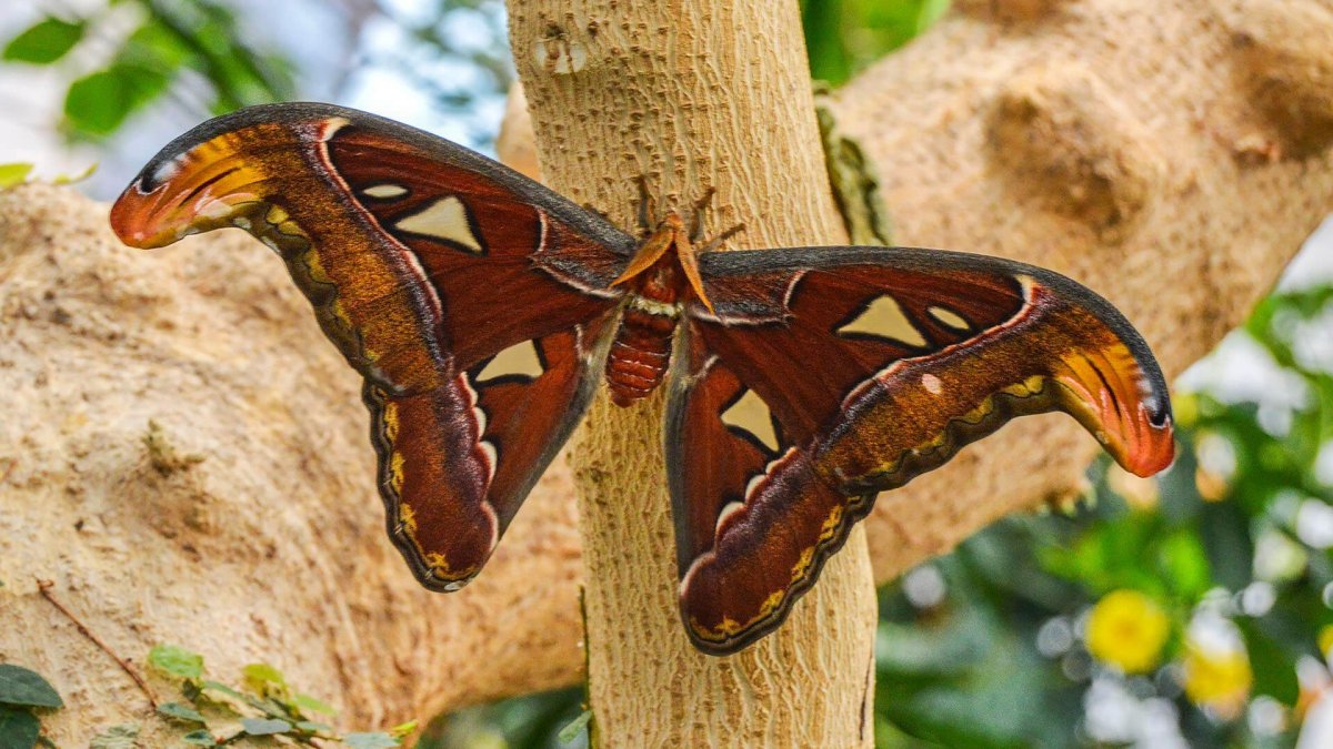 Сатурния Аттакус атлас