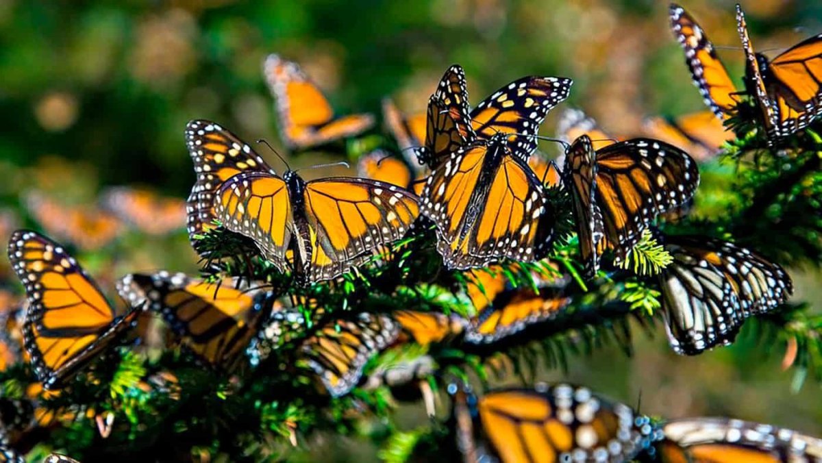 Миграция бабочек Данаида Монарх