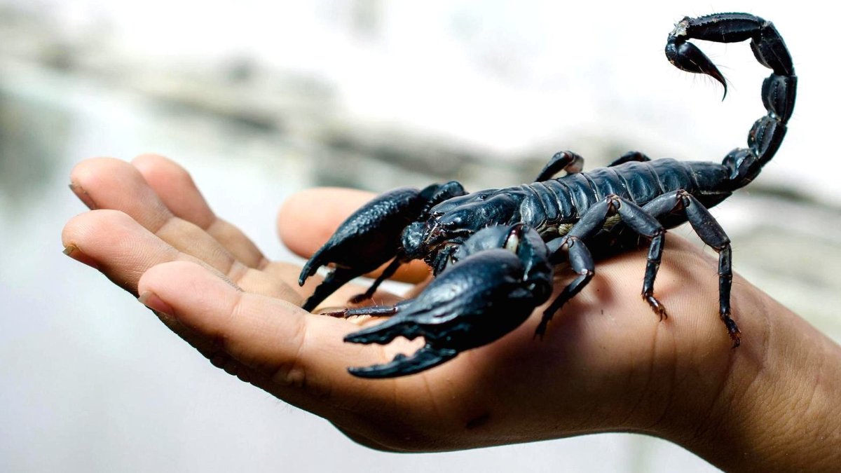 Большой Скорпион