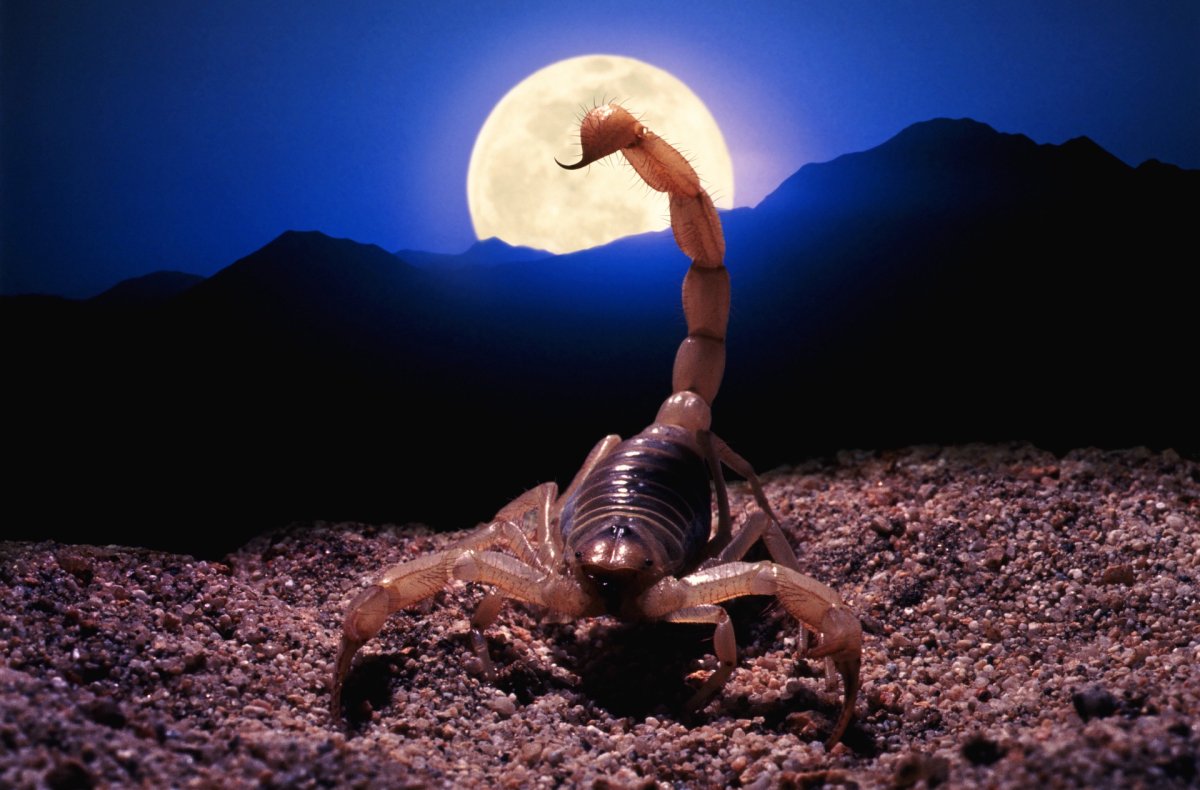 Ночной Скорпион