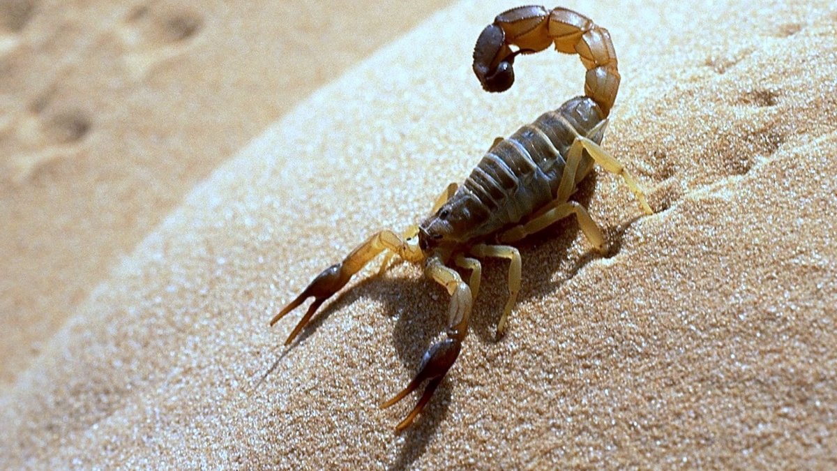 Песчаный Скорпион