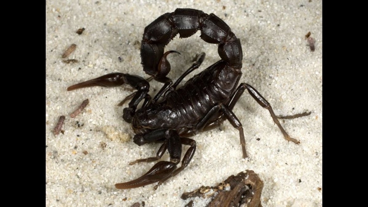 Скорпионы в Египте