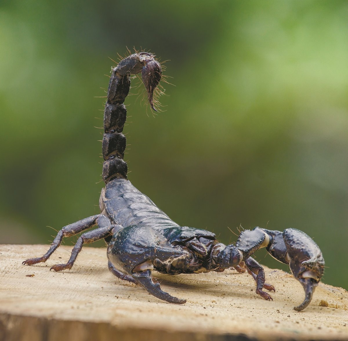 Маленький Скорпион