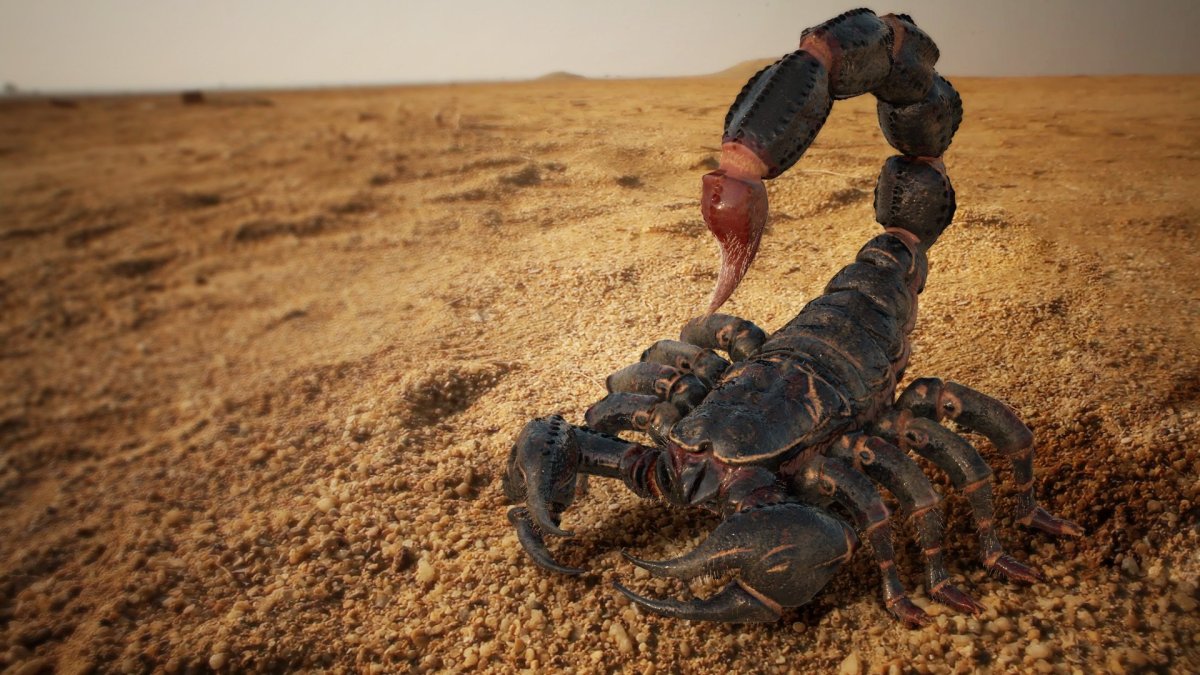 Скорпион атакует