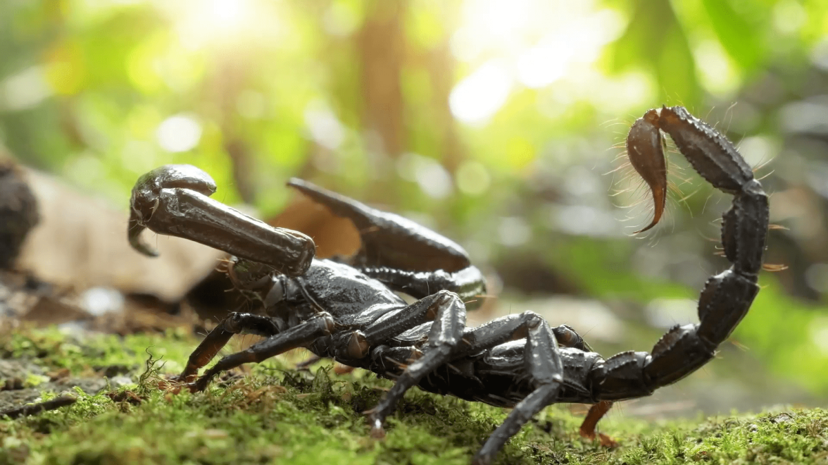 Скорпион макро