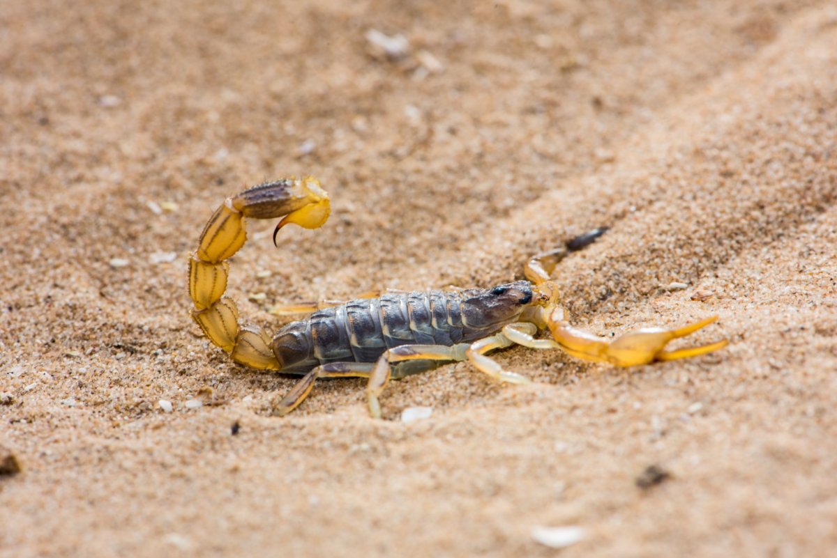 Бархан Сарыкум обитатели