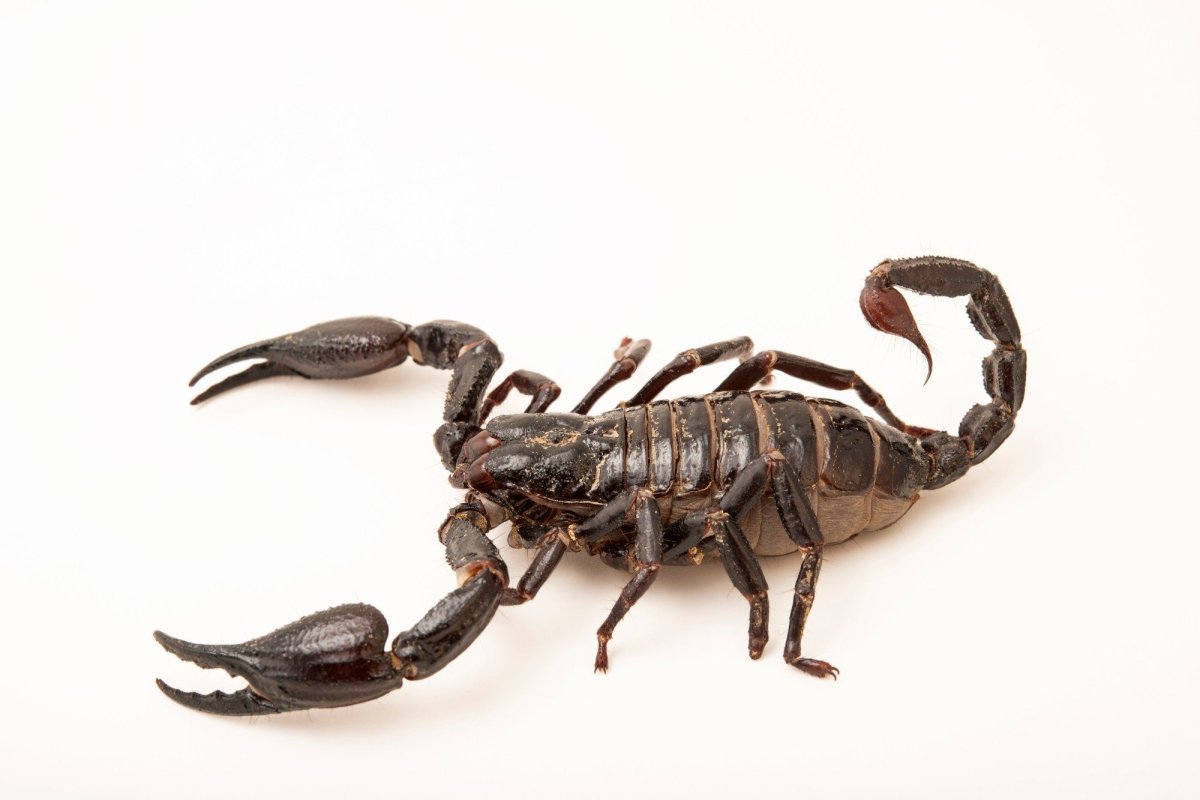 Heterometrus spinifer