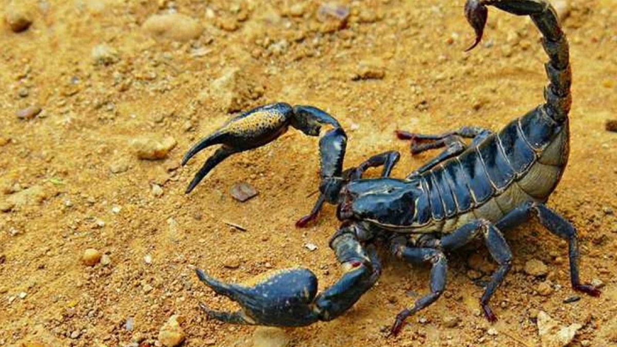 Африканский толстохвостый Скорпион