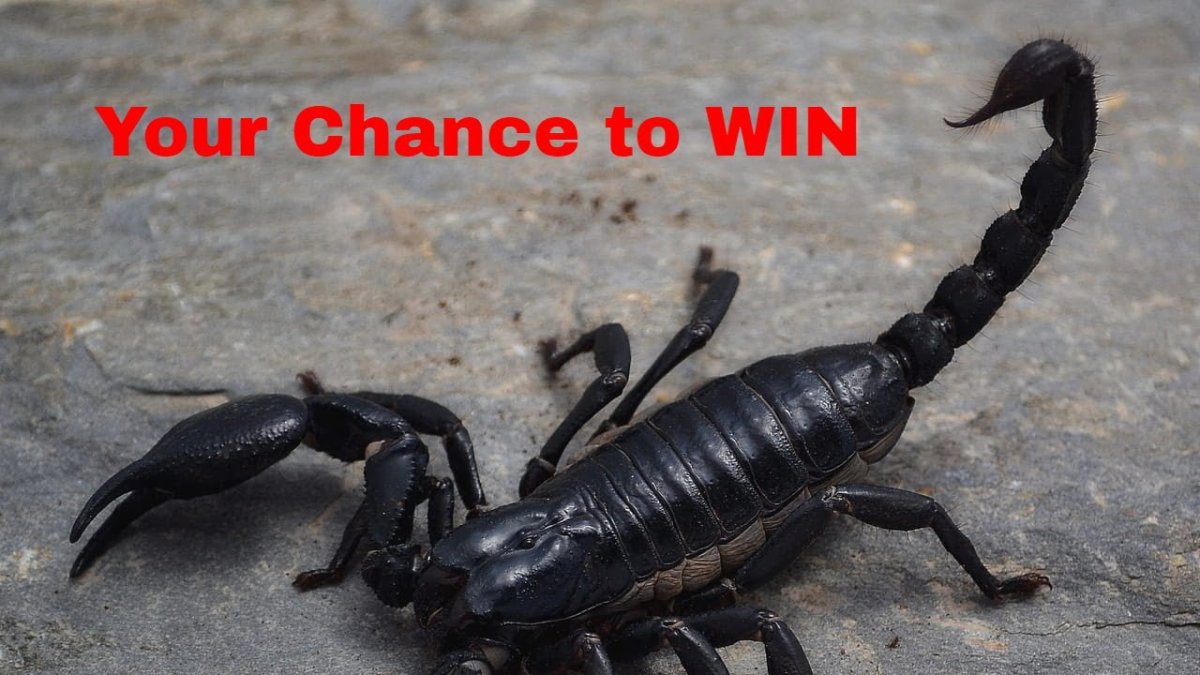 Скорпион Heterometrus petersi