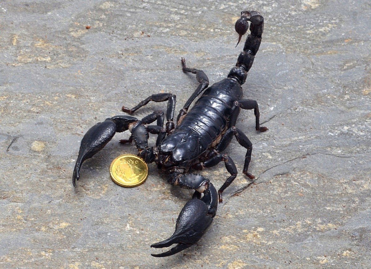 Палестинский Скорпион генурис