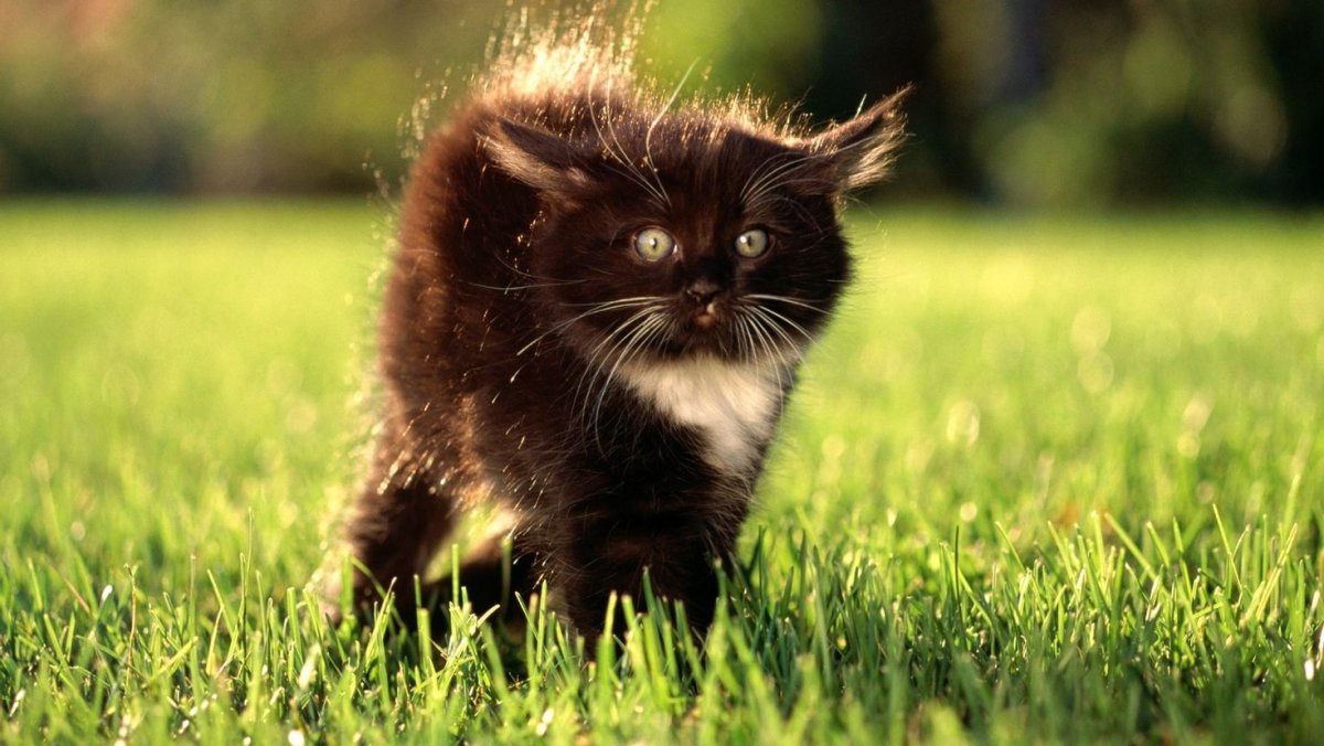 Котята на рабочий стол