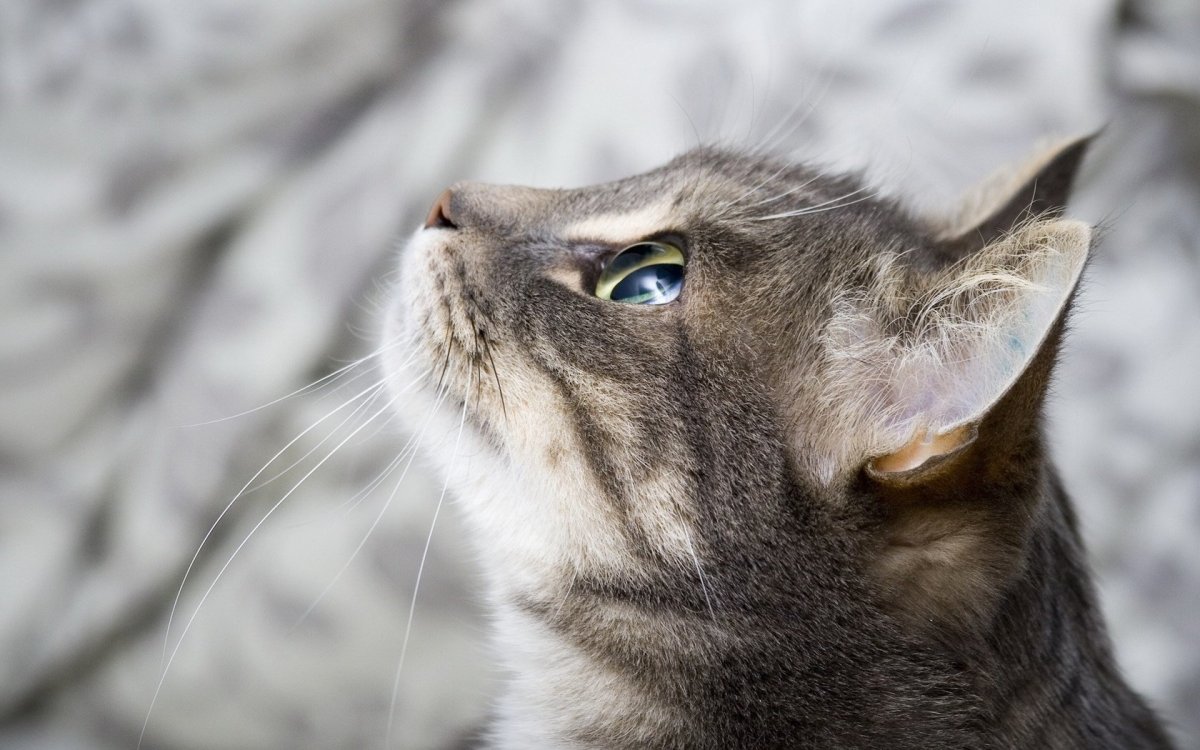 Кошки на рабочий стол