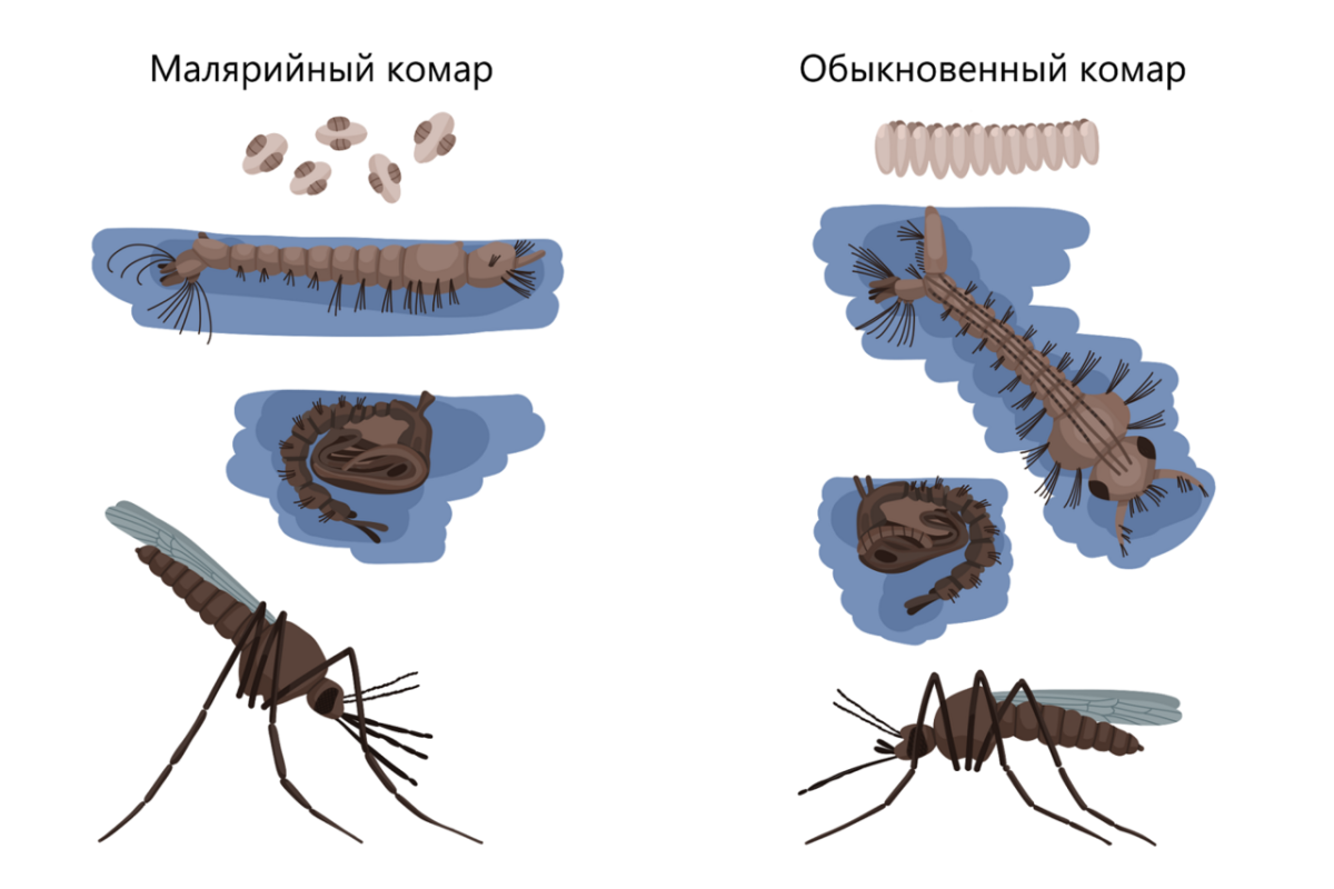 Какое развитие у малярийного комара. Куколка и личинка малярийного комара. Цикл комара рода анофелес. Личинка малярийного комара Anopheles. Малярийный комар отличие.