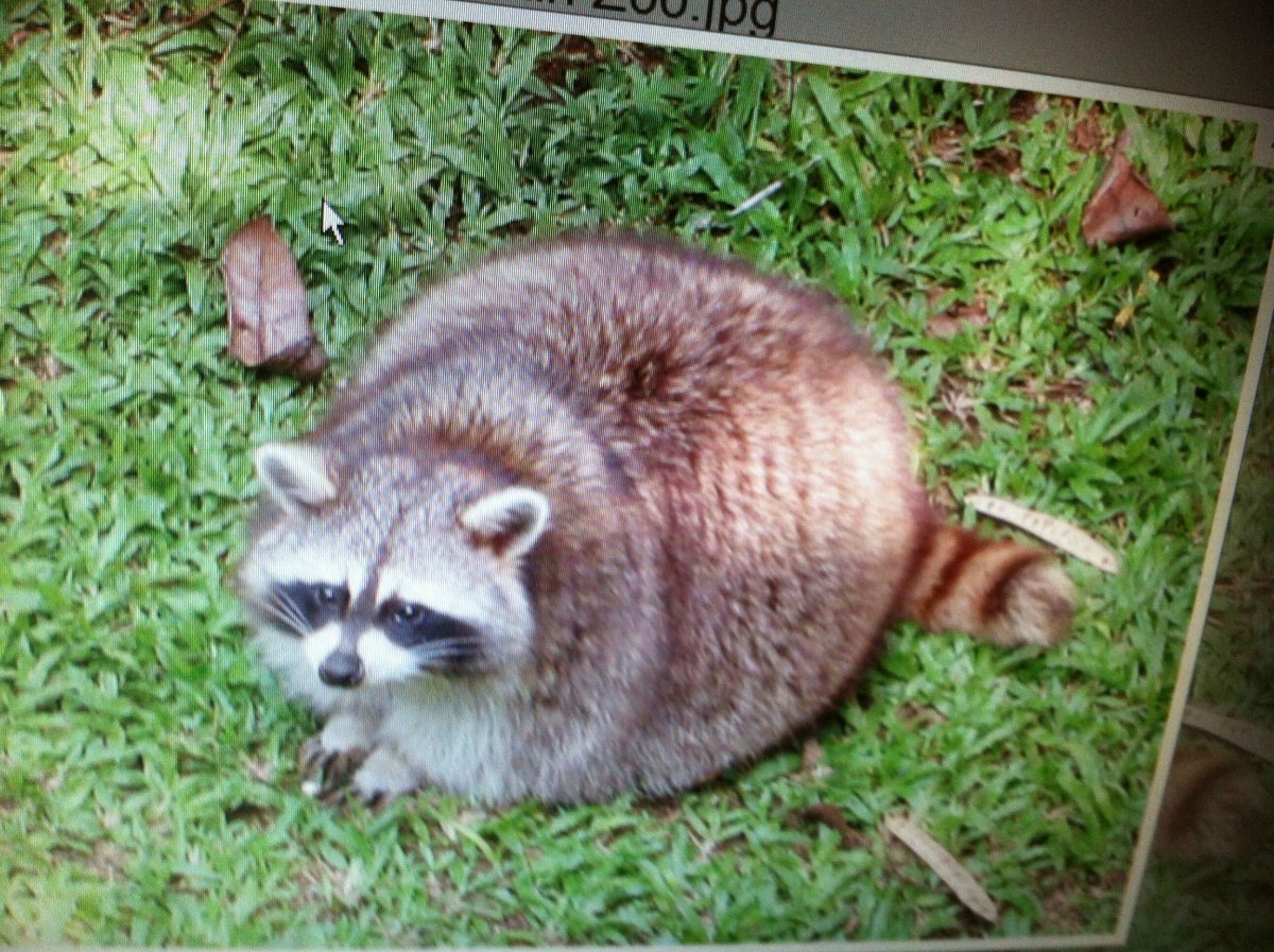 Енотик с цветочком