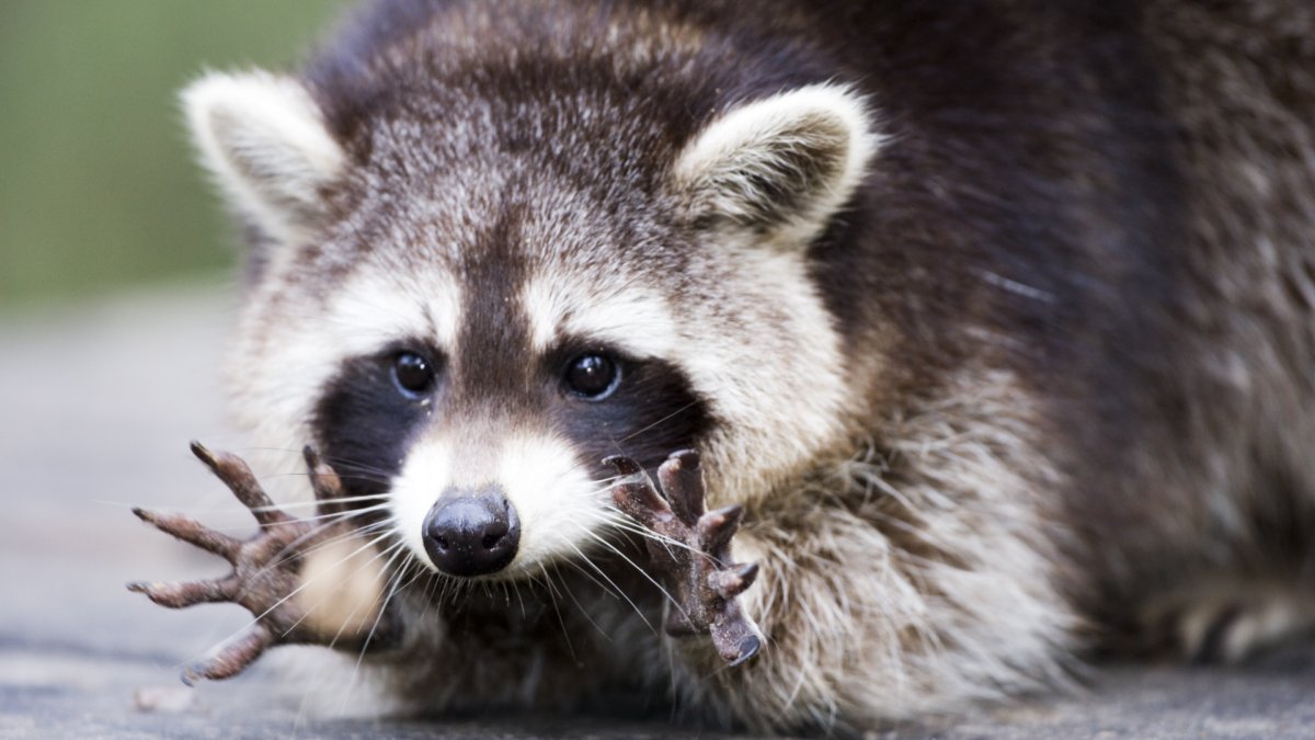 Замерзший енот