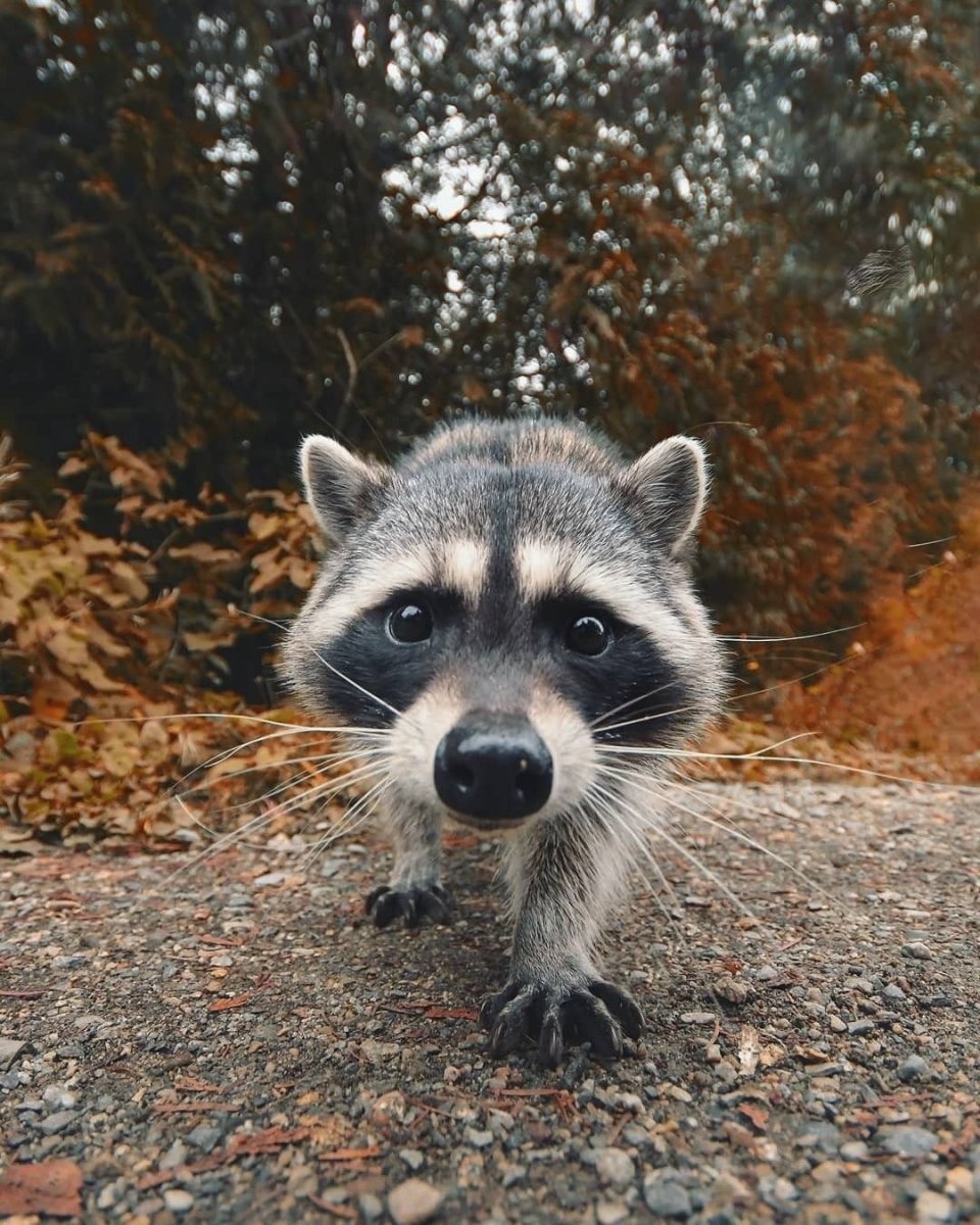 Енотик с печенькой