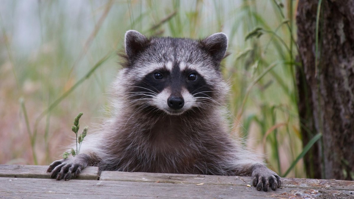 Енот полоскун жирный