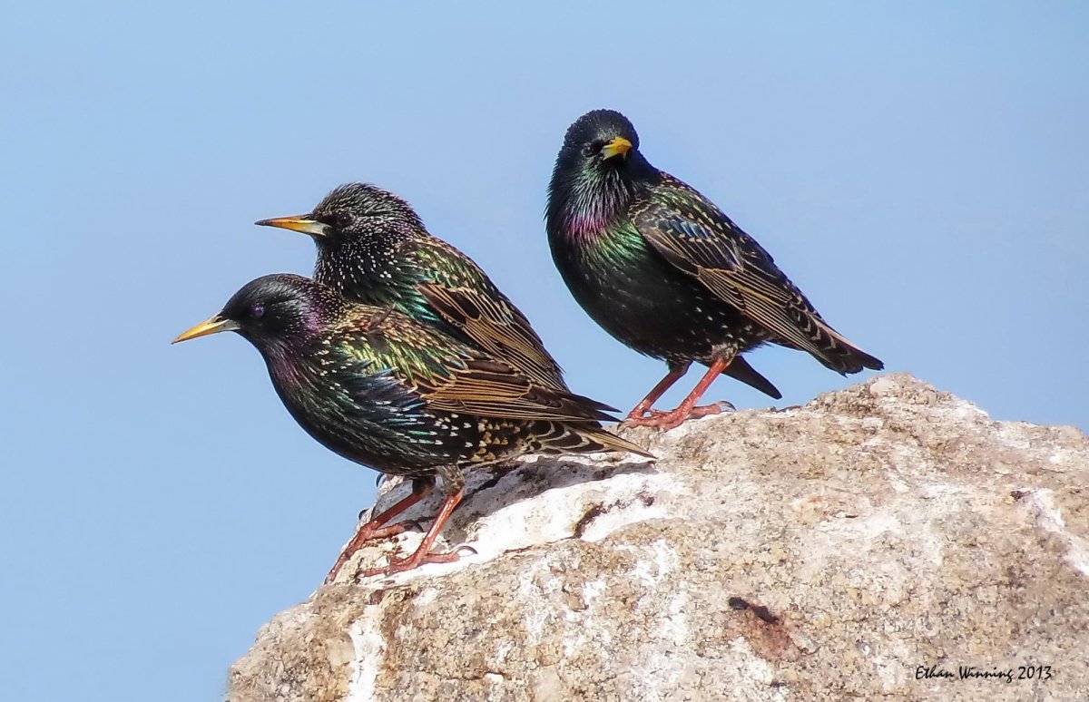 Скворец и Скворчиха