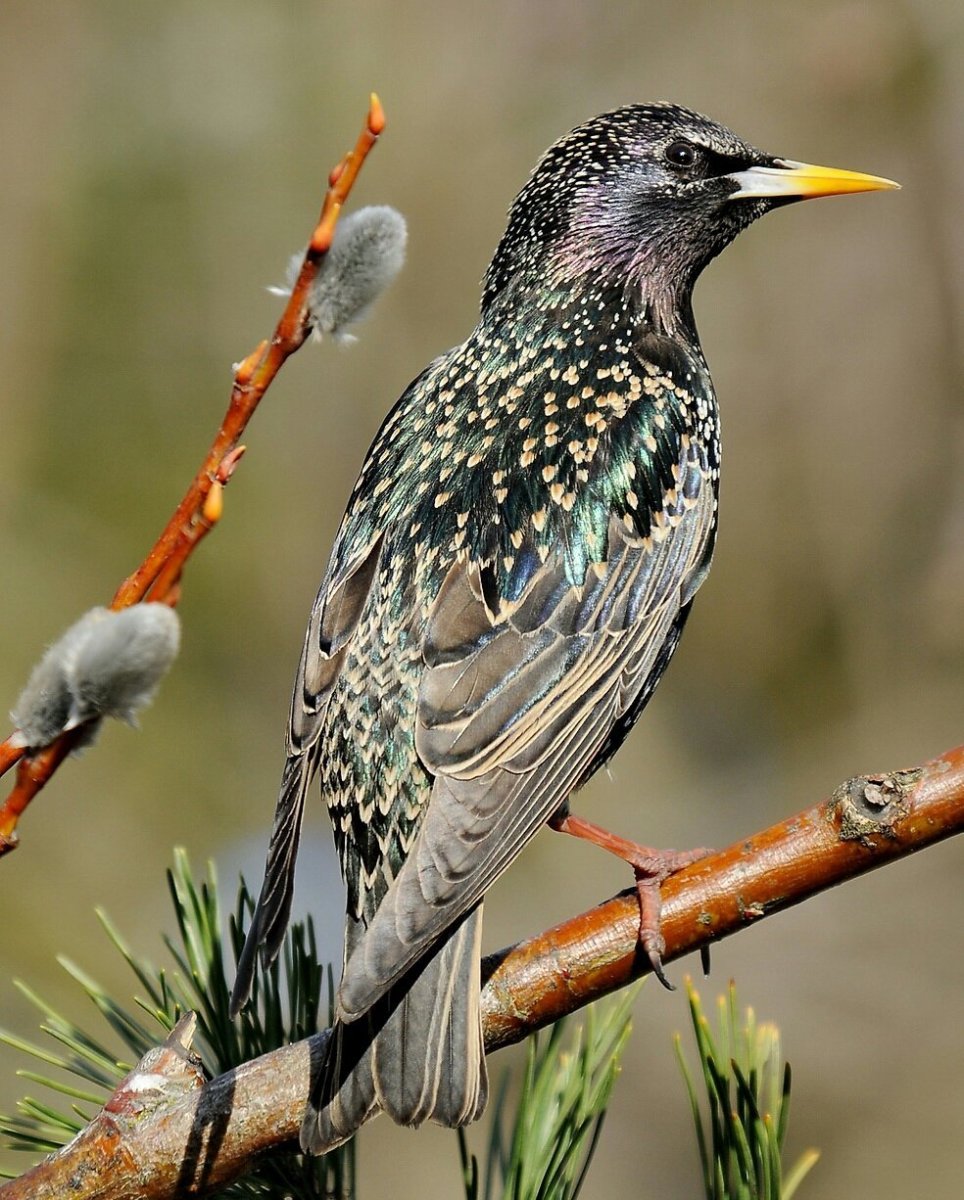 Шпак скворец