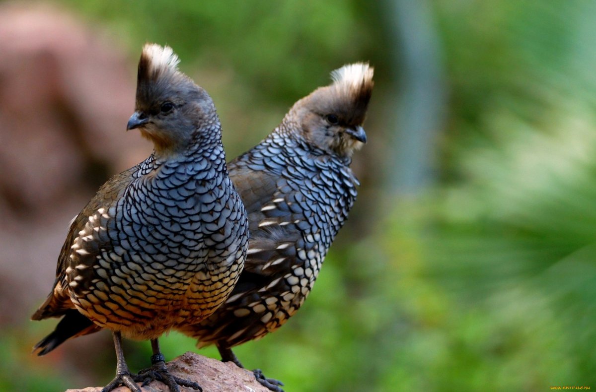 Рябчик куропатка Перепелка