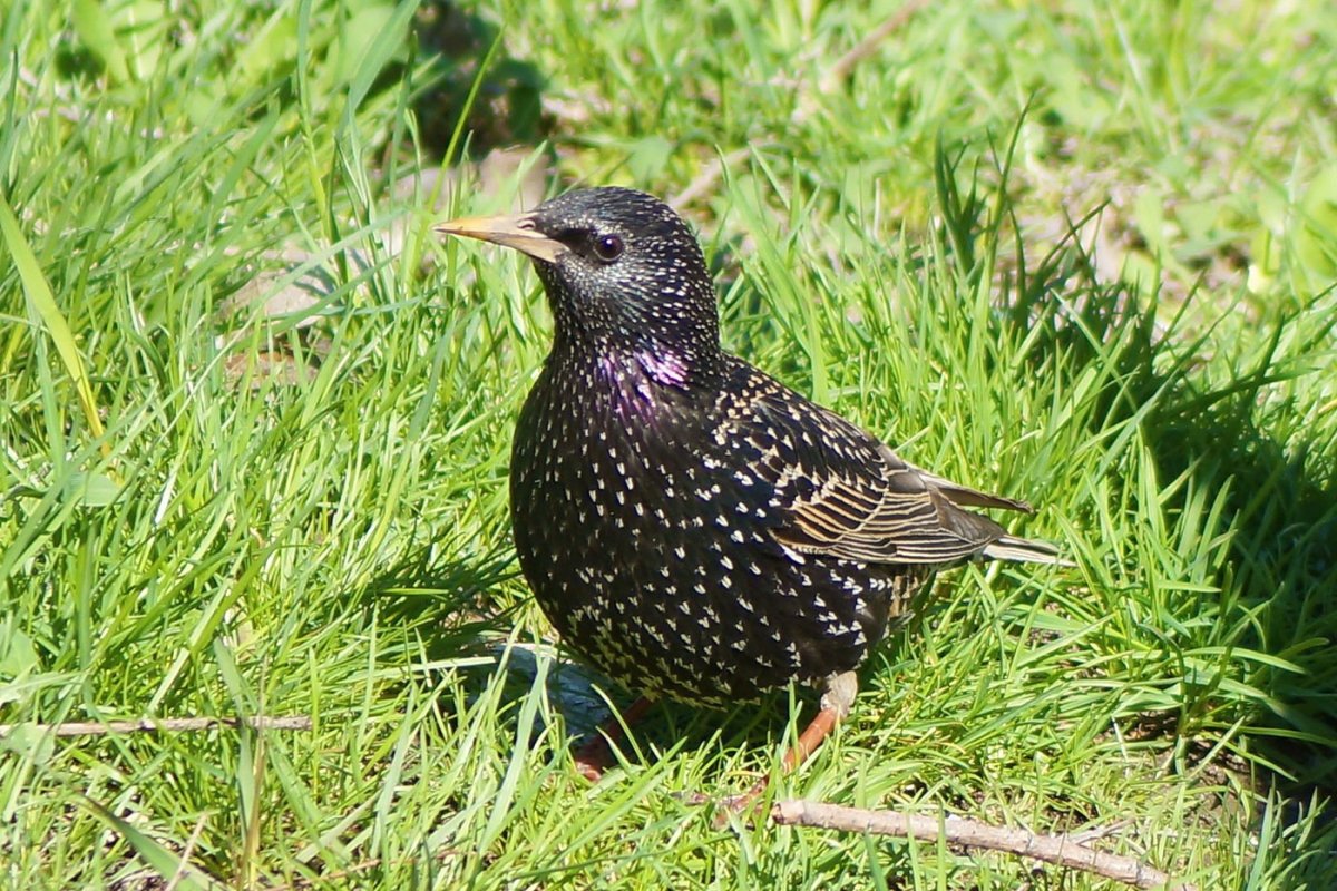 Скворец пятнистый обыкновенный