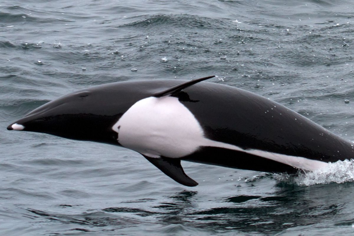 Южный китовидный Дельфин