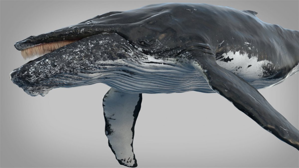 Обыкновенная Гринда