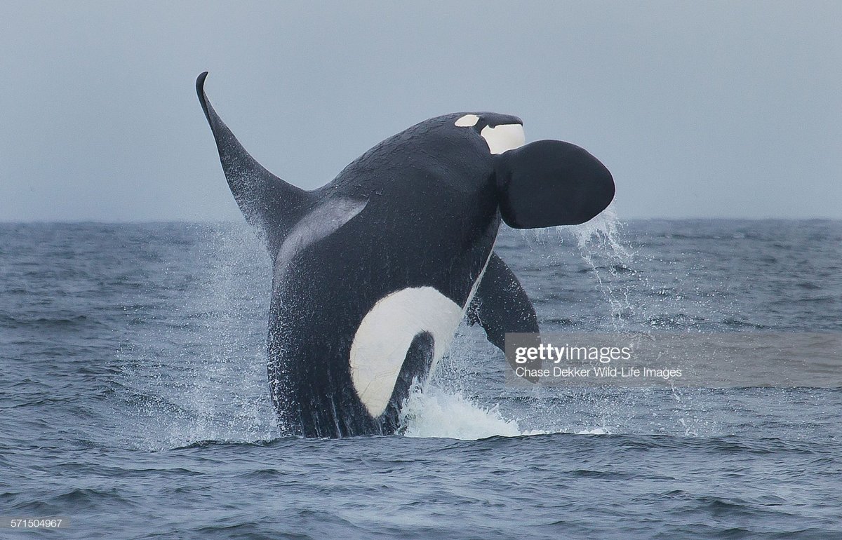 Доминиканская реклама с косатка