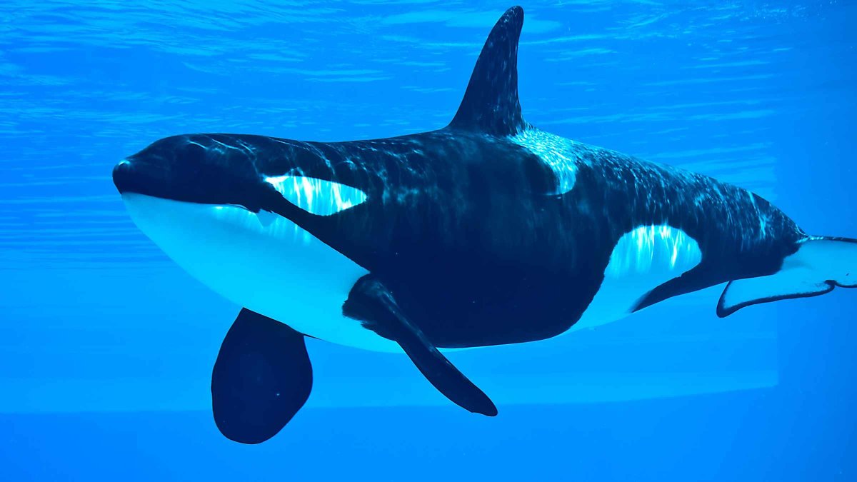 Касатки убийцы