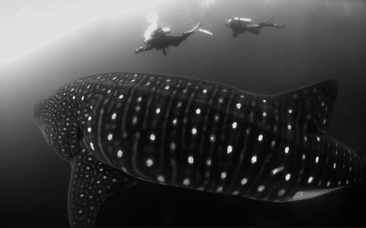 Черно белая китовая акула