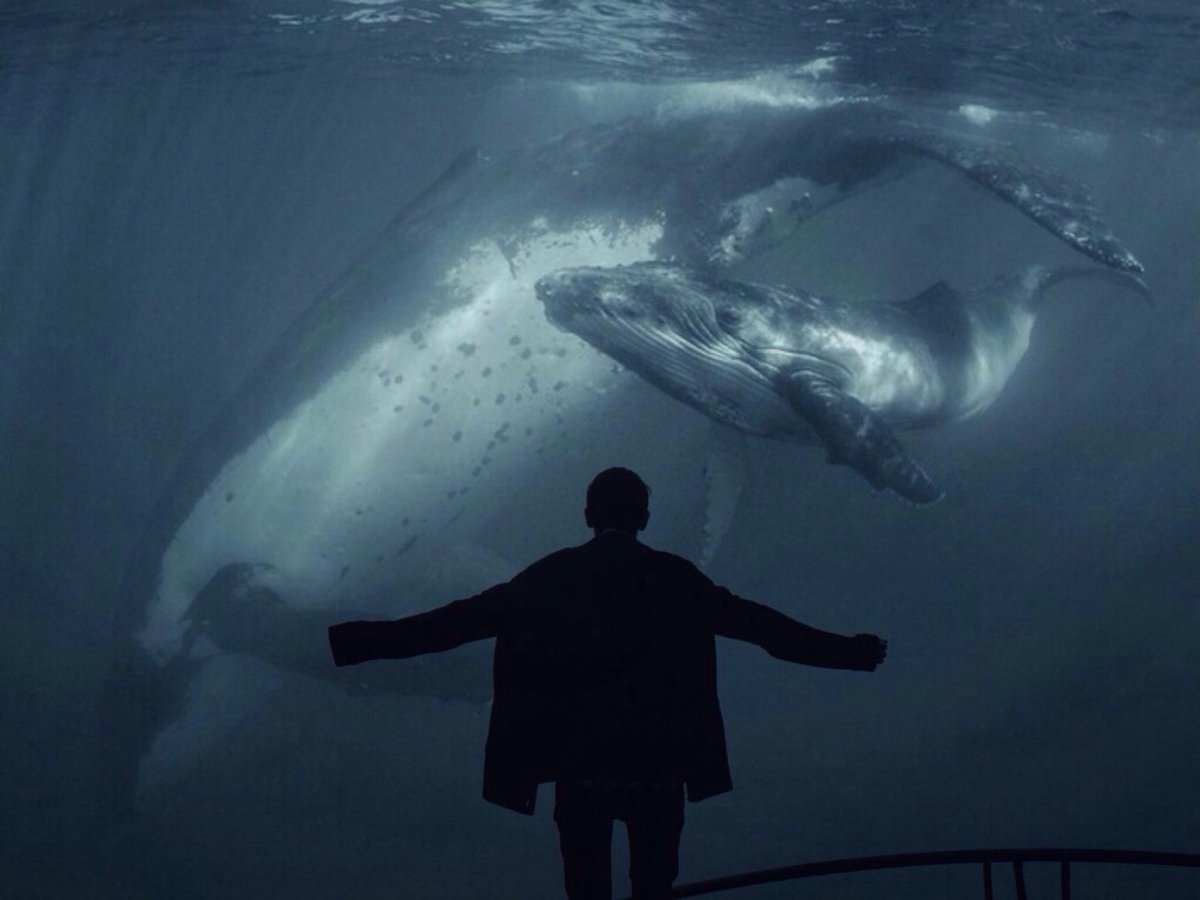 7000$ - Море китов