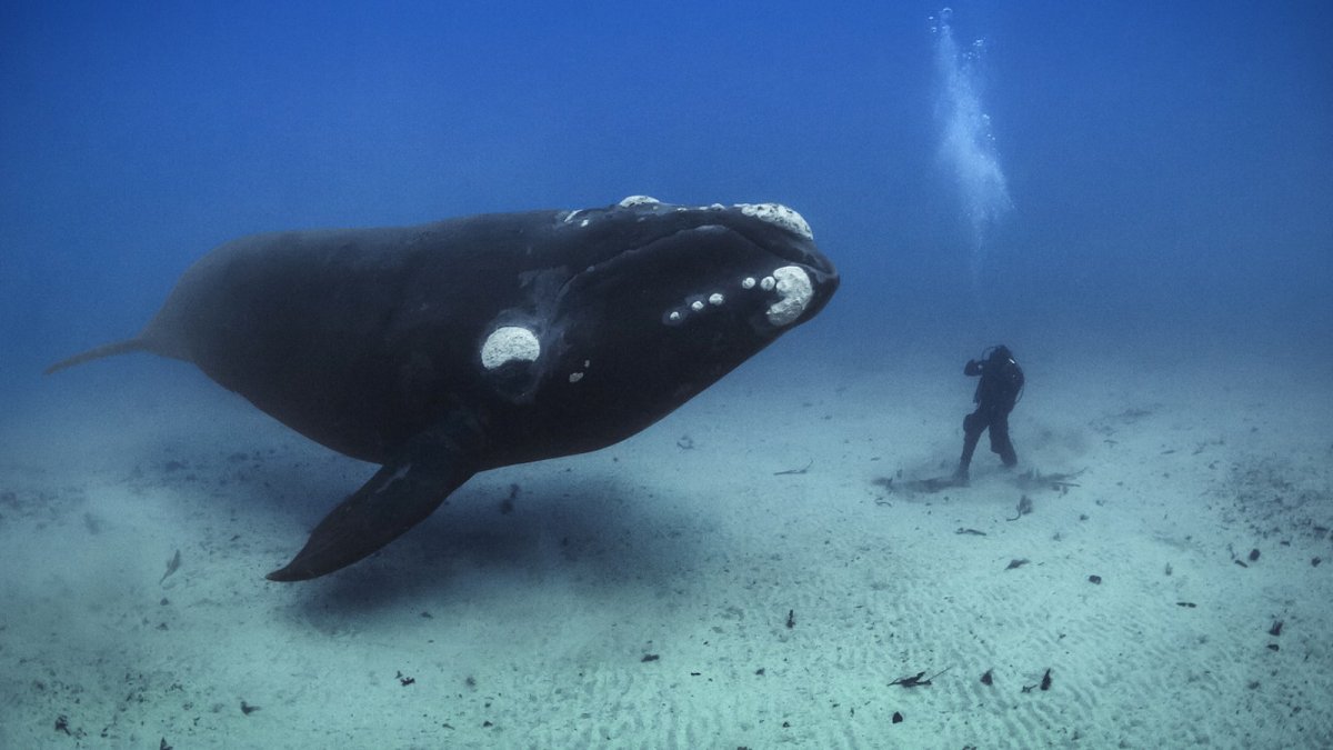 Настоящий кит фото