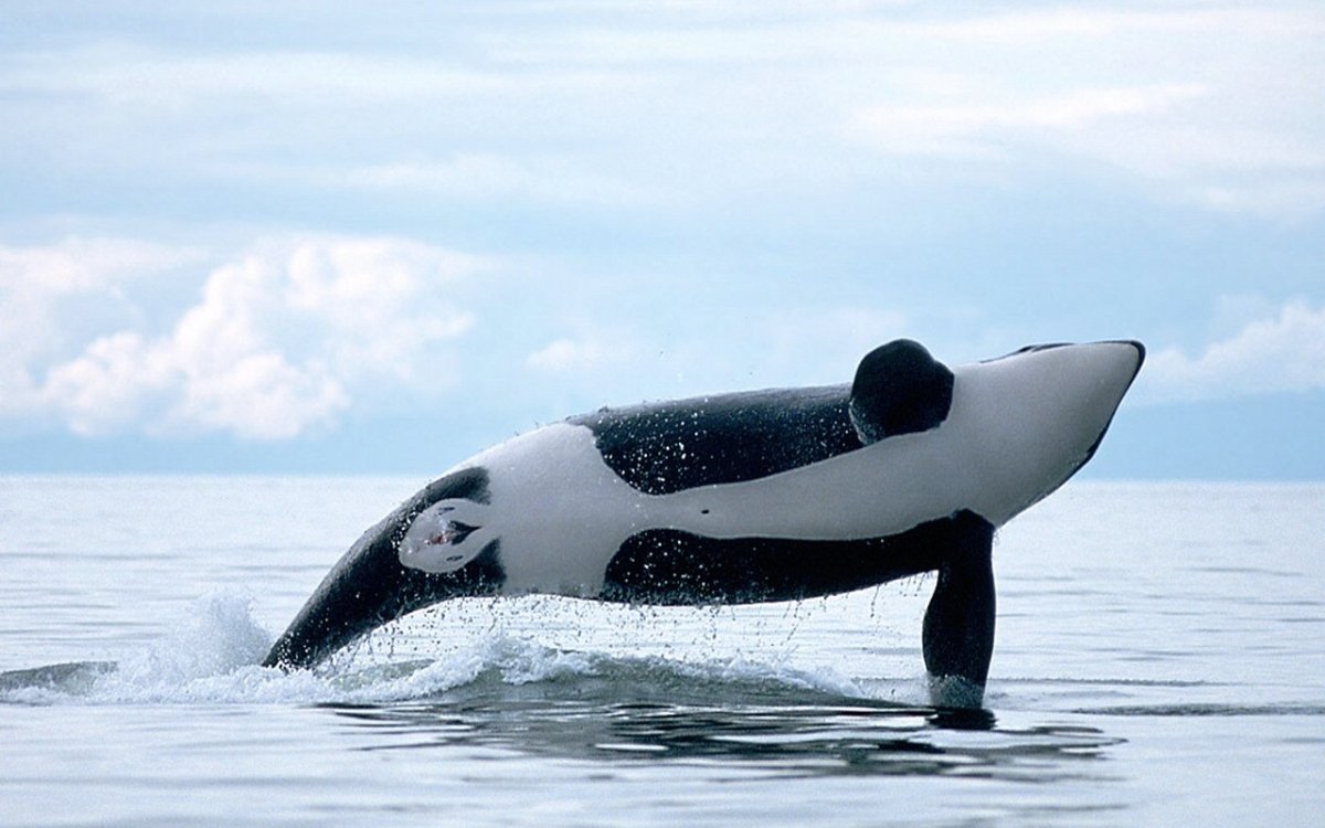 Кит Касатка белая