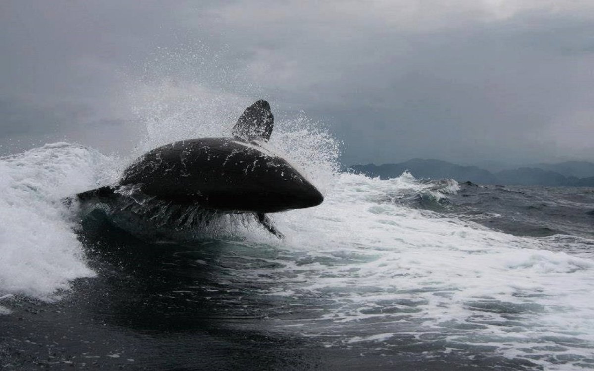Касатки в Баренцевом море