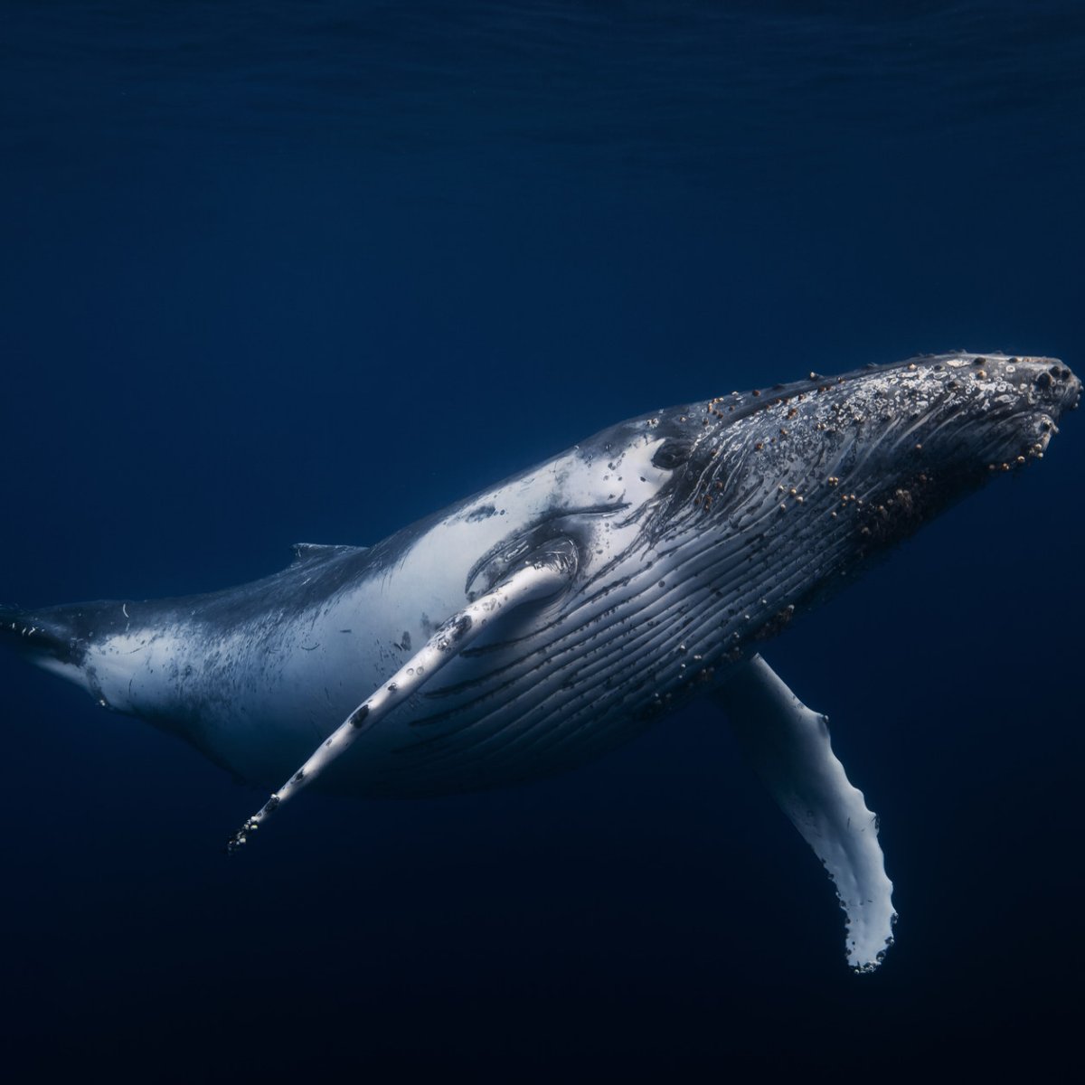 Горбатый кит