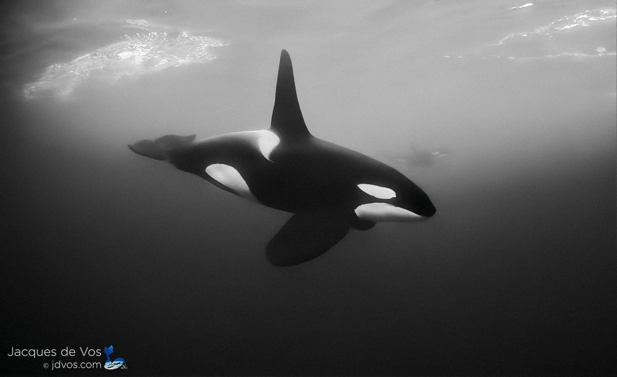 Косатка - Orcinus Orca (Дальневосточная Плотоядная популяция)