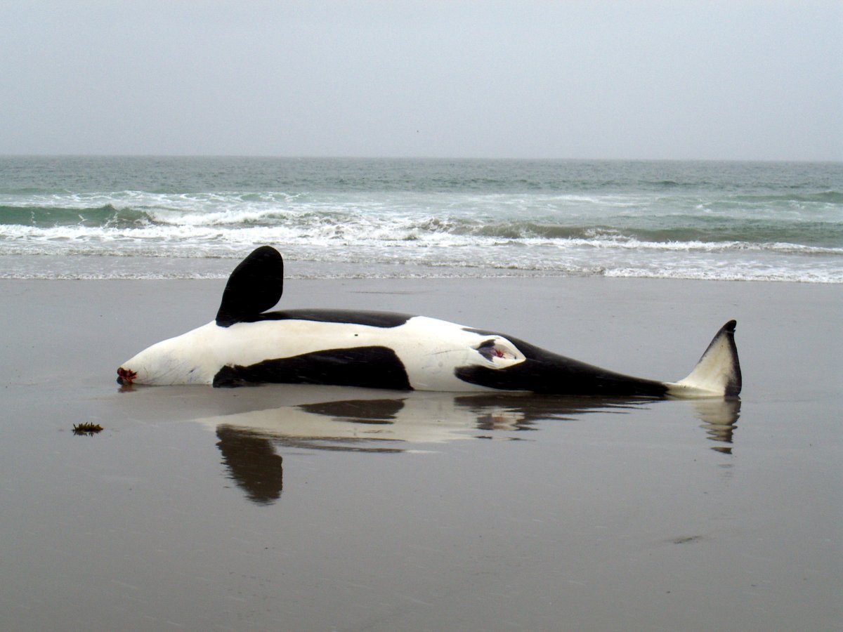 Касатка на берегу