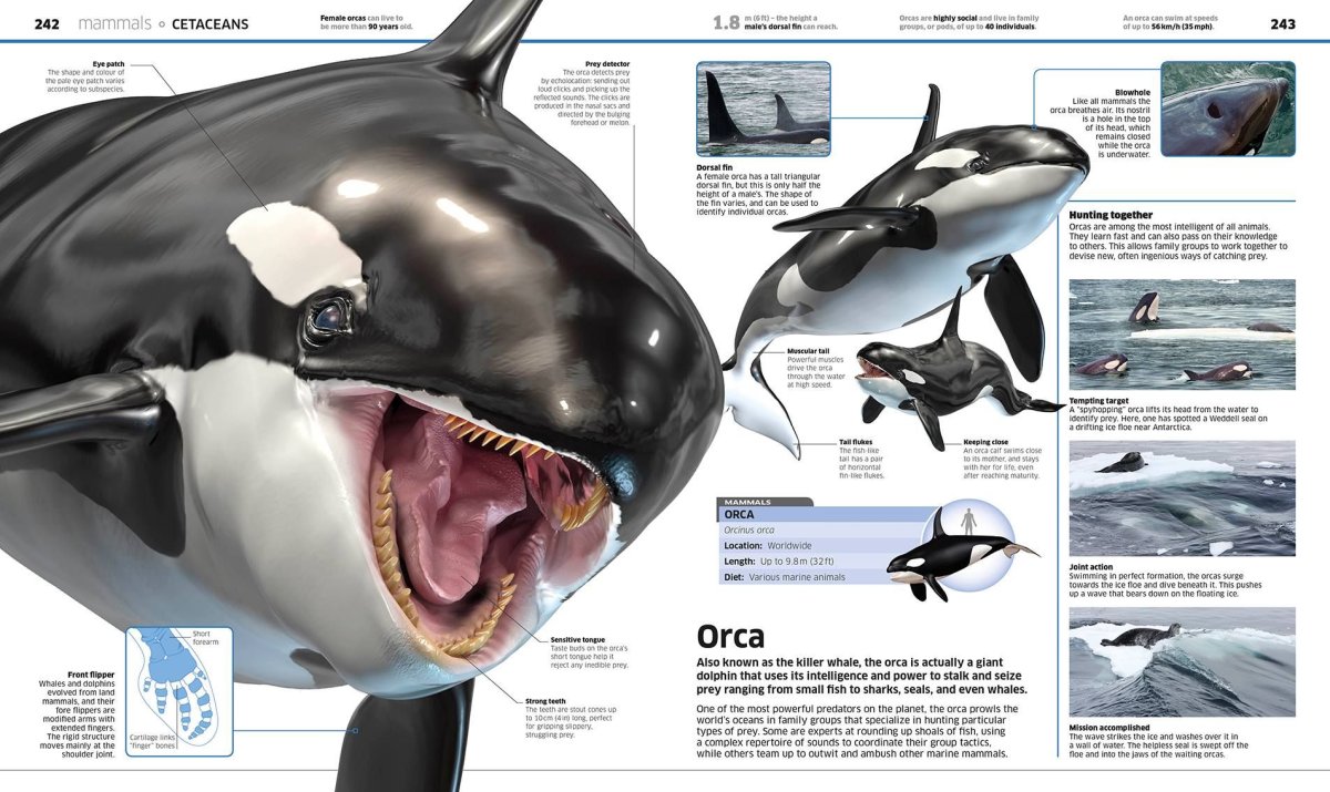 Orca Anatomy